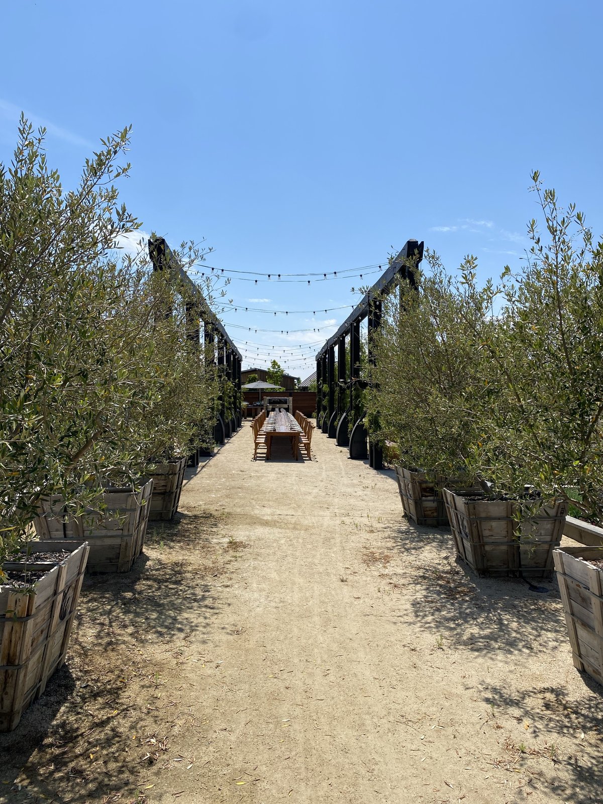 A long dinner table set under a string-lit pergola lined with olive trees